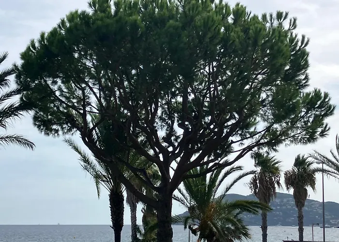 Terrace Front & Sea View 칸느